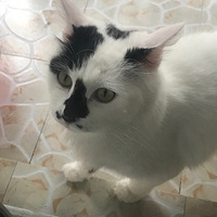 ��԰ĸè�Ҹ��׼�