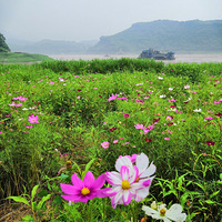 ͯ��̣ܶ����ֺܳ�+��wanghong�ش򿨡�