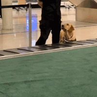 �����ˣ�����Ȯ������û�ˣ��Ͻ���Ա��Ҫ����
