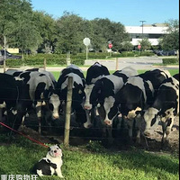 ��ʺ���޹�����һȺ��ţΧ�ۣ�����ԭ��Ȼ�ǡ���