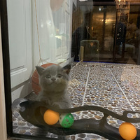 ��è�������˲����������֡�����һ��è�����ƺ���������