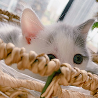 ����Ҳ��һֻС������������