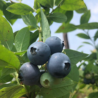 һСʱ·�̣���ݮ��԰�Ը���������ˣ��ȸ������ĩ���޵ء�