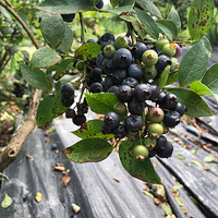 ���۶��������ֲ���������ĩ���޵ء�