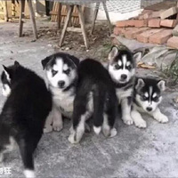 ��������ǰ����һֻ��ʿ�棬û�뵽�����