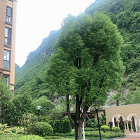 ���Ӻ�Ư��