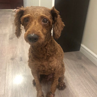 ����һֻ���˹�����������ʿ����