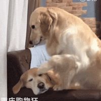 ������һ������ͷ�������⣬�ɹ���һ����Ц�����ģ�
