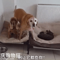 ���ѱ�èռ�ˣ���������������������������ɪɪ���������˹�ȥ��