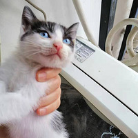 ���ȿɰ�Сè������