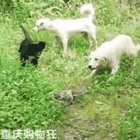 ��ë���軤�����У���ս2�׳��Ĵ��ߣ�