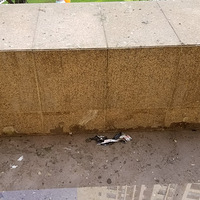 ߲ ¶̨ô