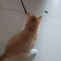 �����黨�������ĸ��������������~~