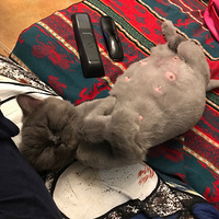 �Ҽҵ�èè��������