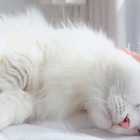 ��ҵ�ˣ���һ����ѧ��Ҫ��è�ˡ�