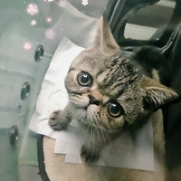 �Ҽ�è��������һ���ϡ�