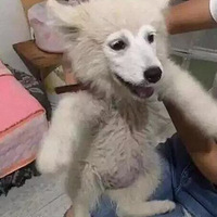 ����һֻ��Ħ����ôԽ��Խ��