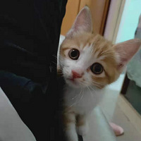 ���ѱ���������ֻС��è������