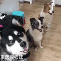 �����ײ⣡���������������ţ����Ĳȿӷ�ʽ�ͱ�Ĺ���һ����