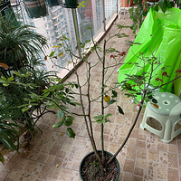 �޳�ת�ü��Ｘ���¼�(��ת��