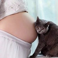 �����ڼ䣬��ֻ����è��һֱ������