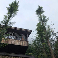 ��ĩ����wanghong���ޡ���͡�ٹ��ʽ���������١�