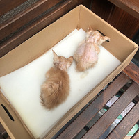 ������ϣ���è���ʣ��ٴξ�����è�¶�