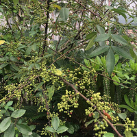 ʻȥ鼦