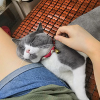 ɹ���Ҽ���èһֻ