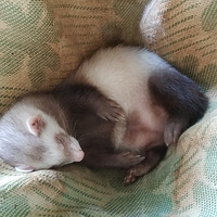 ��һ������������