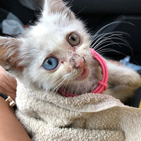 ����һ������Ĳ�����