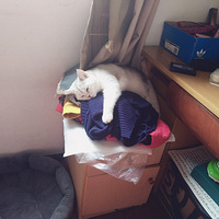 Сè���ճ�