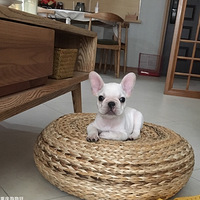 �Կɰ������С����