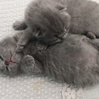 èè�ɳ��ռǡ����ڶ��ܣ�С�ȵŵŵ�