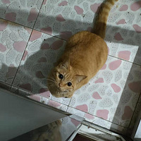 �̼��׸���������С����װ�޼ǣ�������������2019����װ���ռǡ�