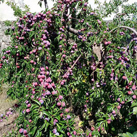 Ĵɽݺִ࣬ζʵúܡ