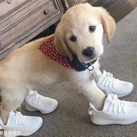 ���Ӵ������˵ĳ�Ь��������������in���У�