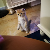 ������ֻС�ɰ����߲���·�� ������ô�� ֻ����Ǯ������