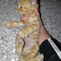 ��ֻ�ɰ�������è����ľ�����������ģ�