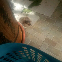 ��˵��Ҷ��ܹ����ҵĶ죬Ҳ�ø��ߴ�һ�����