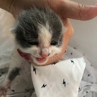 ��һֻӢ������С��è���ã�ϣ��è���ý�����������