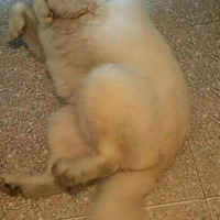 �Ҽҹ����ҵ����߶������̣����������ɡ