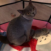 ��¼����Ӣ����èEcho��һ�ε�������