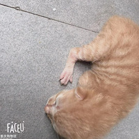 ���������˾Ⱦȿ�����è��