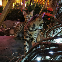 ͥԺиmini԰+ʮ½ʲô