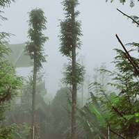 ߽졸Сɭ֡ˮι+ʮ½ʲô