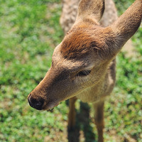 ��¹ɽ����ʢ����һ���Σ���װ����ȥ�˴�������������������