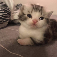 û���ʲô��˼������ҿ����ҵ�è��