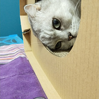 �Ҽҵ���ֻС����
