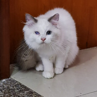 ��żè��Ĥ����ҩ����û�к�ת ���� ���Ƽ�����ҽԺ